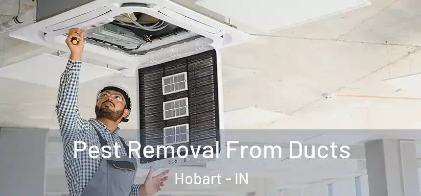Pest Removal From Ducts Hobart - IN
